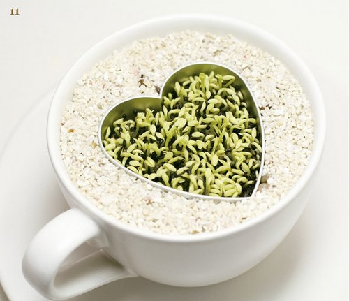 火龙果DIY盆景教程