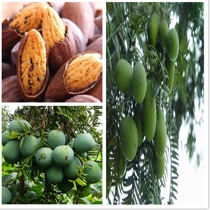 正宗深山枫桥香榧子树苗坚果树苗果中美食香榧树苗香榧小苗