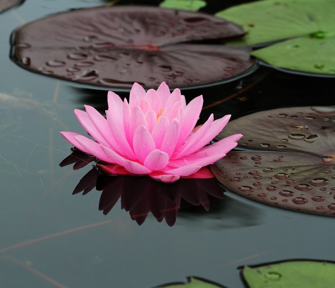 大睡莲花根块 睡莲根块 荷花种藕 池塘植物 水池莲花