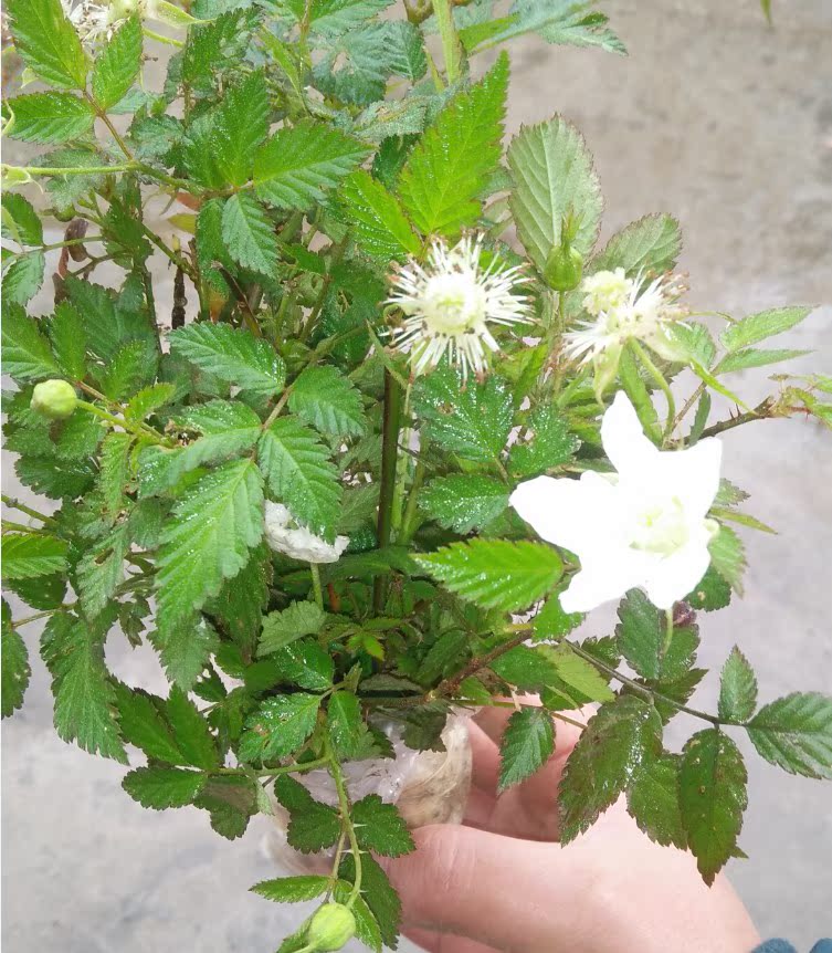 蔷薇莓苗 野草莓苗 地莓 三月泡空心泡覆盆子苗 阳台盆栽庭院果树