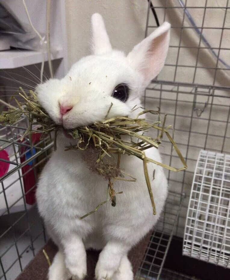 限量出售纯种海棠眼线侏儒兔 超级可爱小体型宠物兔 迷你小宠物