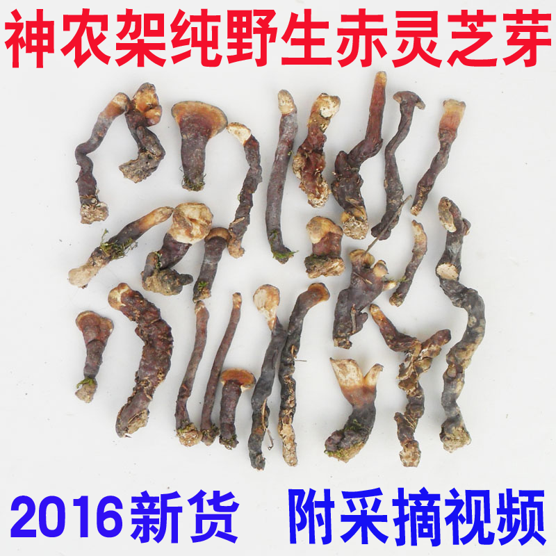 灵芝野生赤灵芝灵芝粉正品纯天然深山赤芝林芝片芽茶整枝特级新货