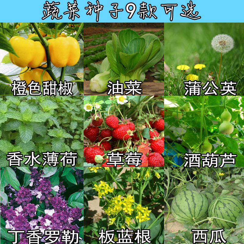 橙色甜椒油菜丁香罗勒蒲公英香水薄荷草莓酒葫芦板蓝根西瓜蔬果菜
