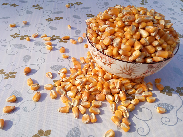 山东农家自产干 玉米粒500g老玉米 笨玉米 棒子颗粒