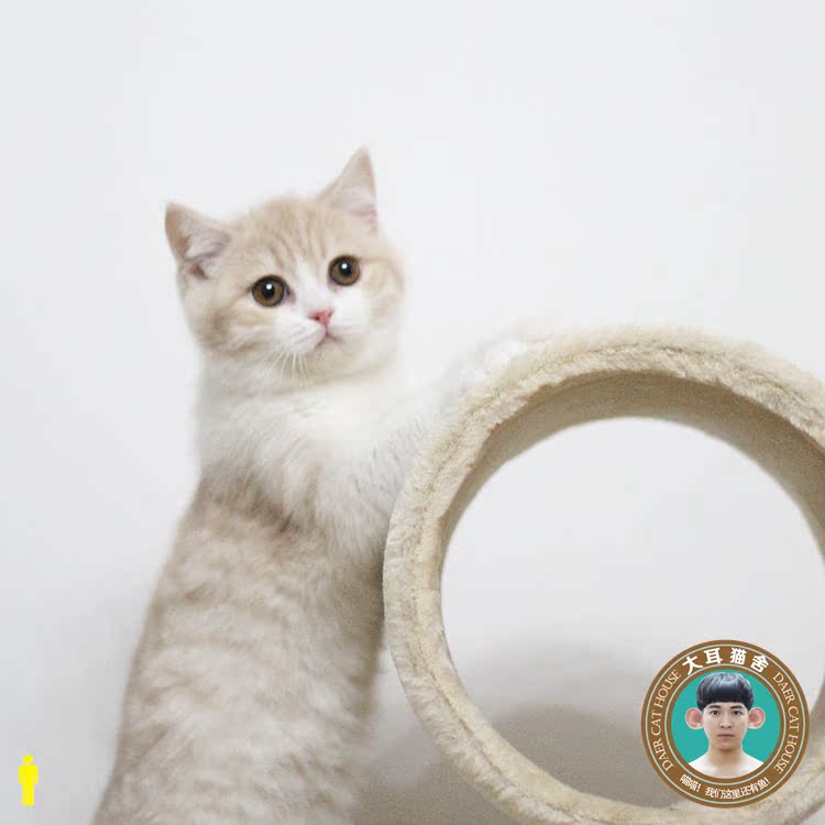 è| Ӣ̻è Ӣ̰ cѪͳͼ