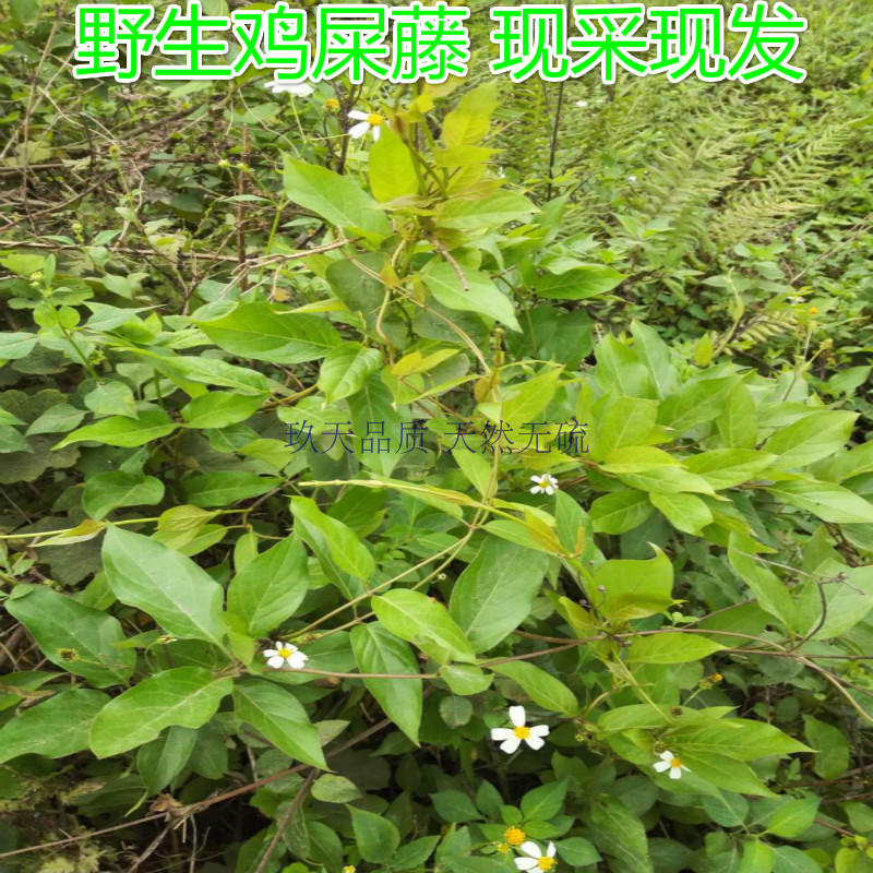 天然野生药材 野生 香茶菜根 溪黄草根 铁菱角 铁棱角三七 铁钉角