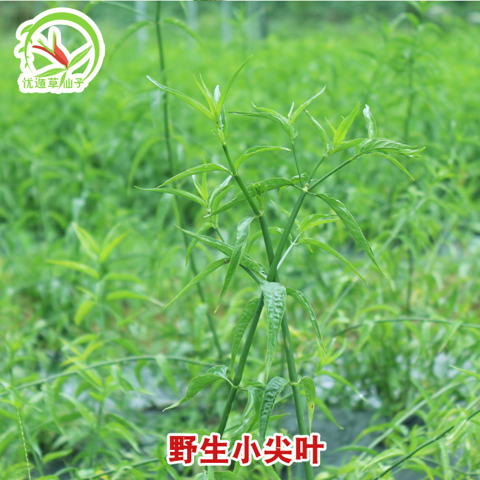 海南黎王草精美干叶礼盒 优盾草干叶 优顿草礼品 忧遁草 送礼佳品