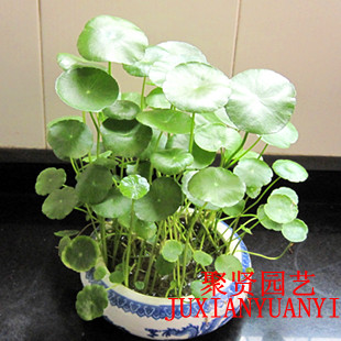 想赚钱  养钱草  铜钱草 盆栽植物可水培 寓意金钱满贯