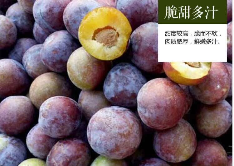 脆红李四川特产脆甜脱骨新鲜水果非青脆李茵红半边红李子3斤包邮