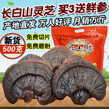 荣老头灵芝500g长白山紫灵芝半野生灵芝片赤灵芝林芝切片农户直销