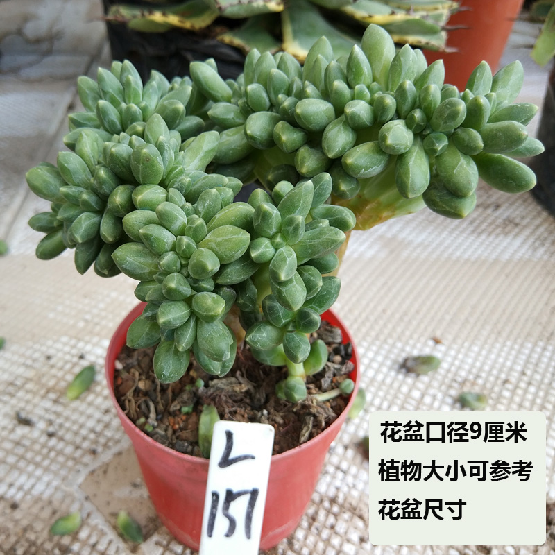 多肉植物缀化老桩【千代田之松缀化带桩】7-10公分左右不含盆包邮