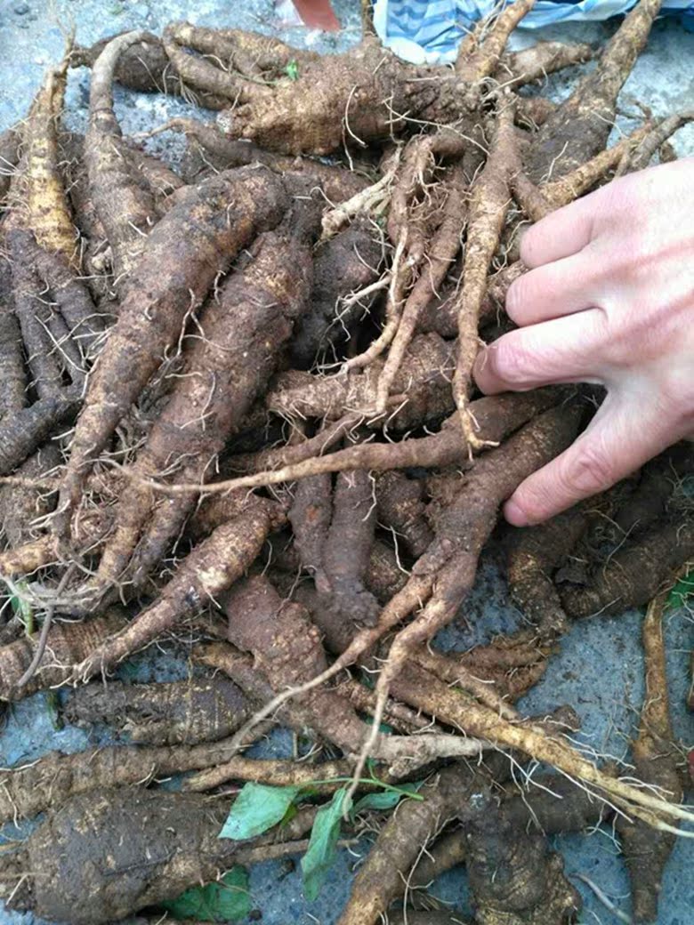 东北特产纯野生新鲜山胡萝卜咸菜 沙参咸菜 山地瓜咸菜2斤包邮