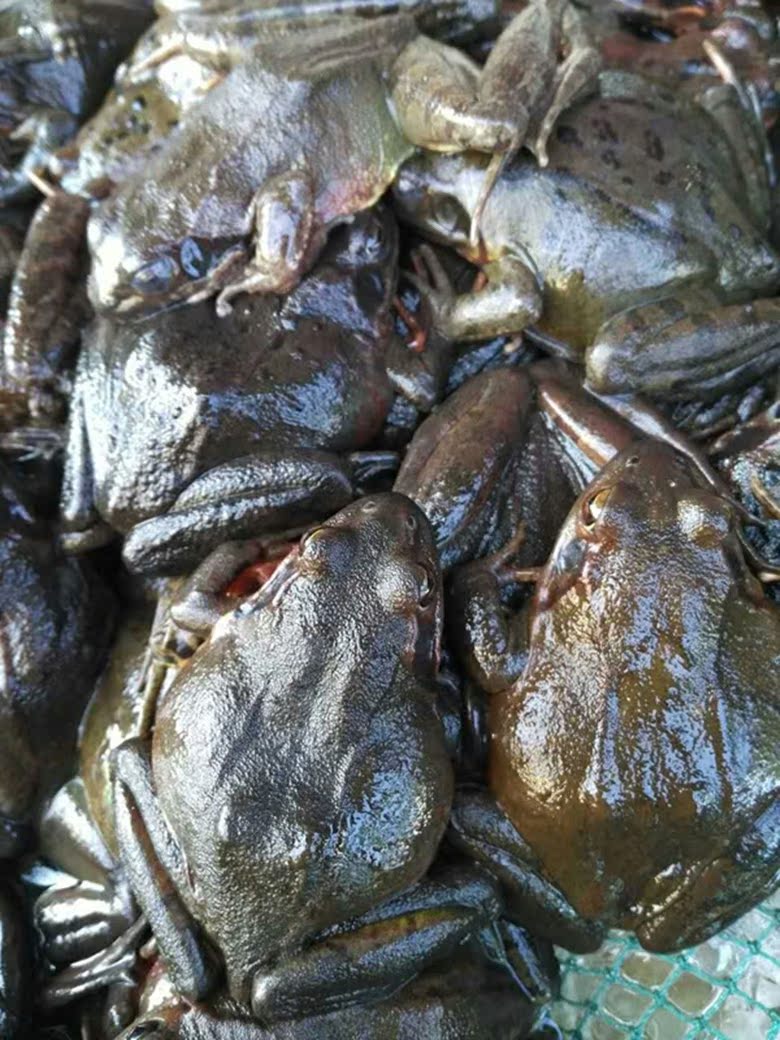 活林蛙17个一斤活蛤蟆东北桓仁新鲜母豹子鲜林蛙活体顺丰包邮
