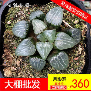 【多肉植物品种】最新淘宝网多肉植物品种优惠