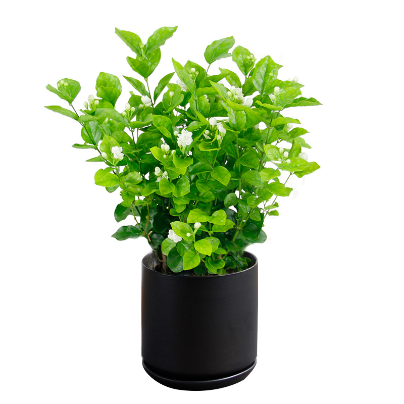 小型室内花卉阳台美观趣味植物茉莉花盆栽