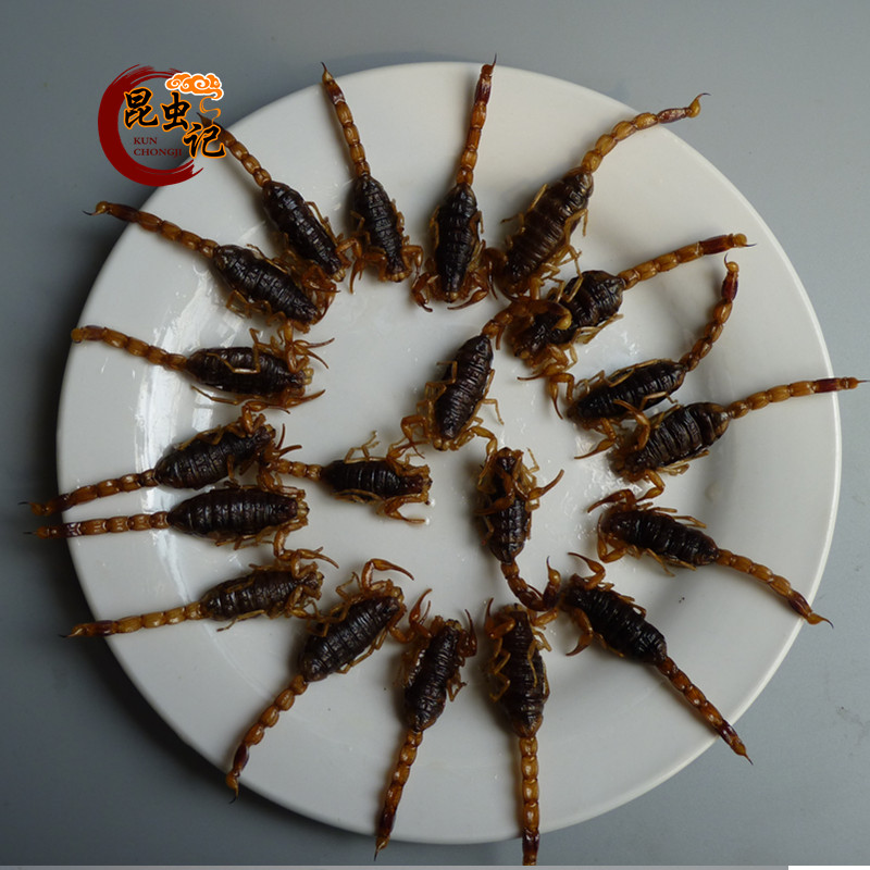 油炸野生蝎子20只 沂蒙全蝎5-6厘米