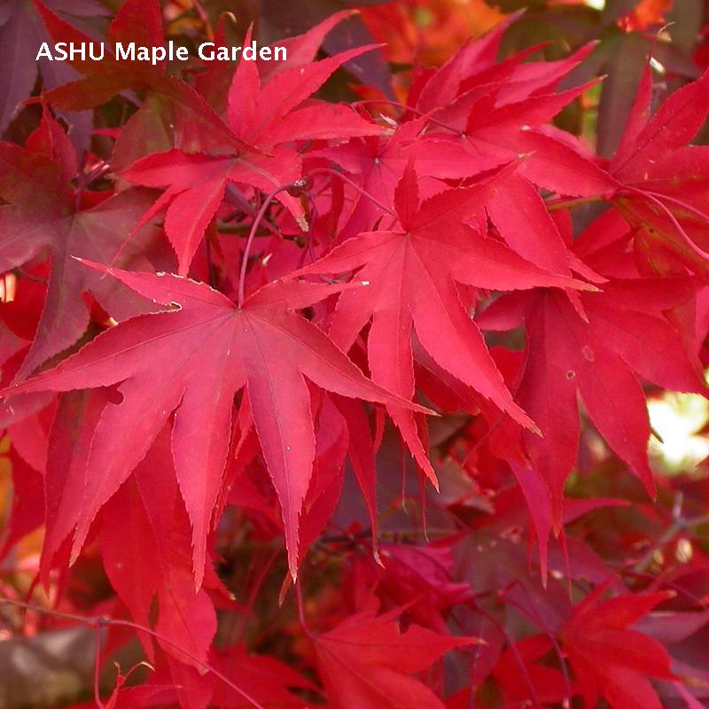 彩叶树 观叶植物 欧美 日本 枫 进口枫树品种 舞孔雀