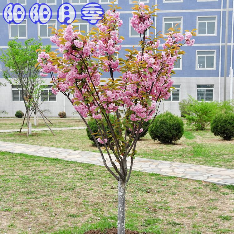 嫁接日本樱花苗树苗大花重瓣 树状樱花盆栽别墅庭院绿化首选 $30.