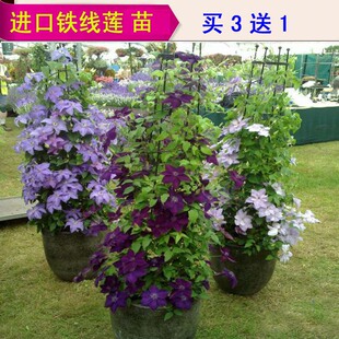 进口铁线莲苗盆栽爬藤大花重瓣铁线莲种根蓝光铁线莲3年苗包活