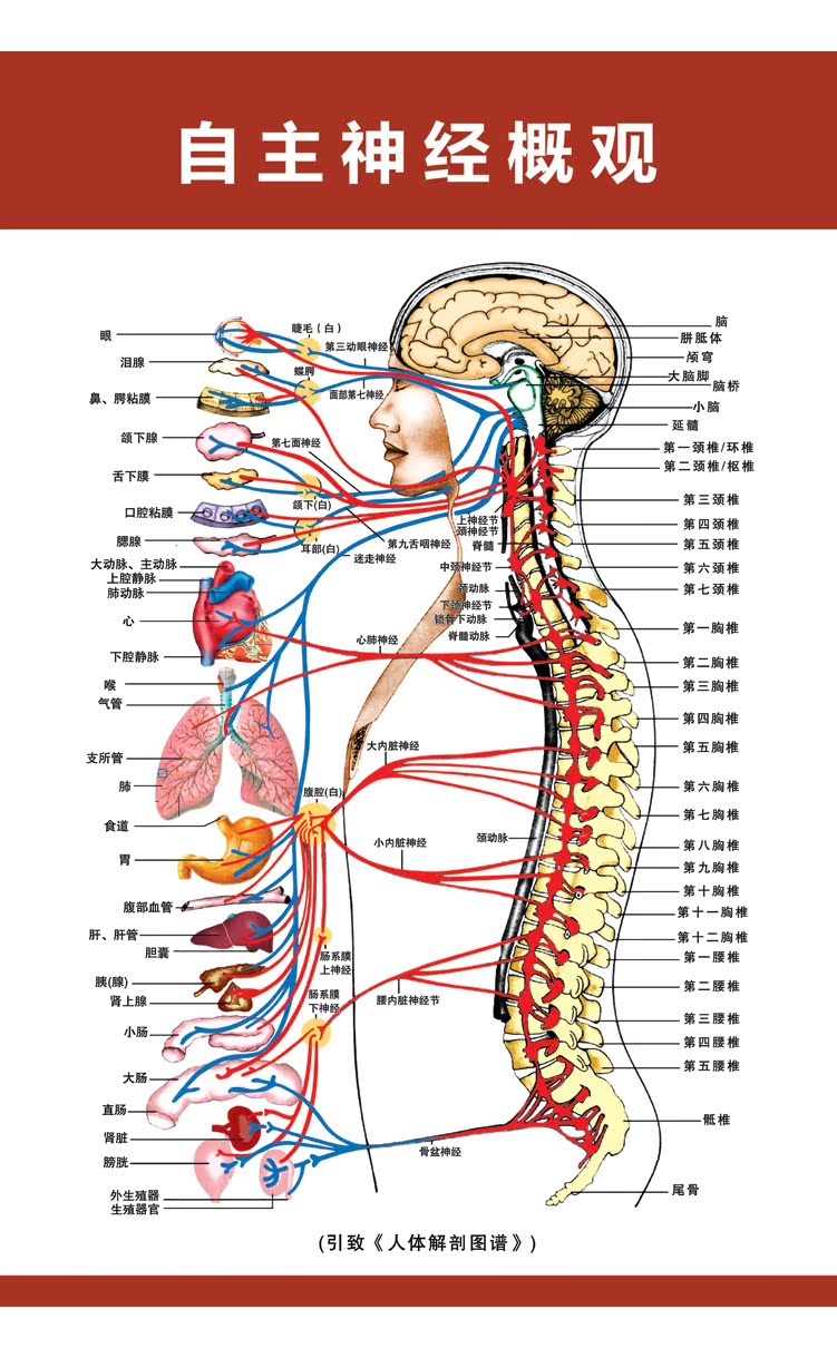 医学骨骼图肌肉挂图脊柱血管分布图人体肌肉神经系统人体内脏海报