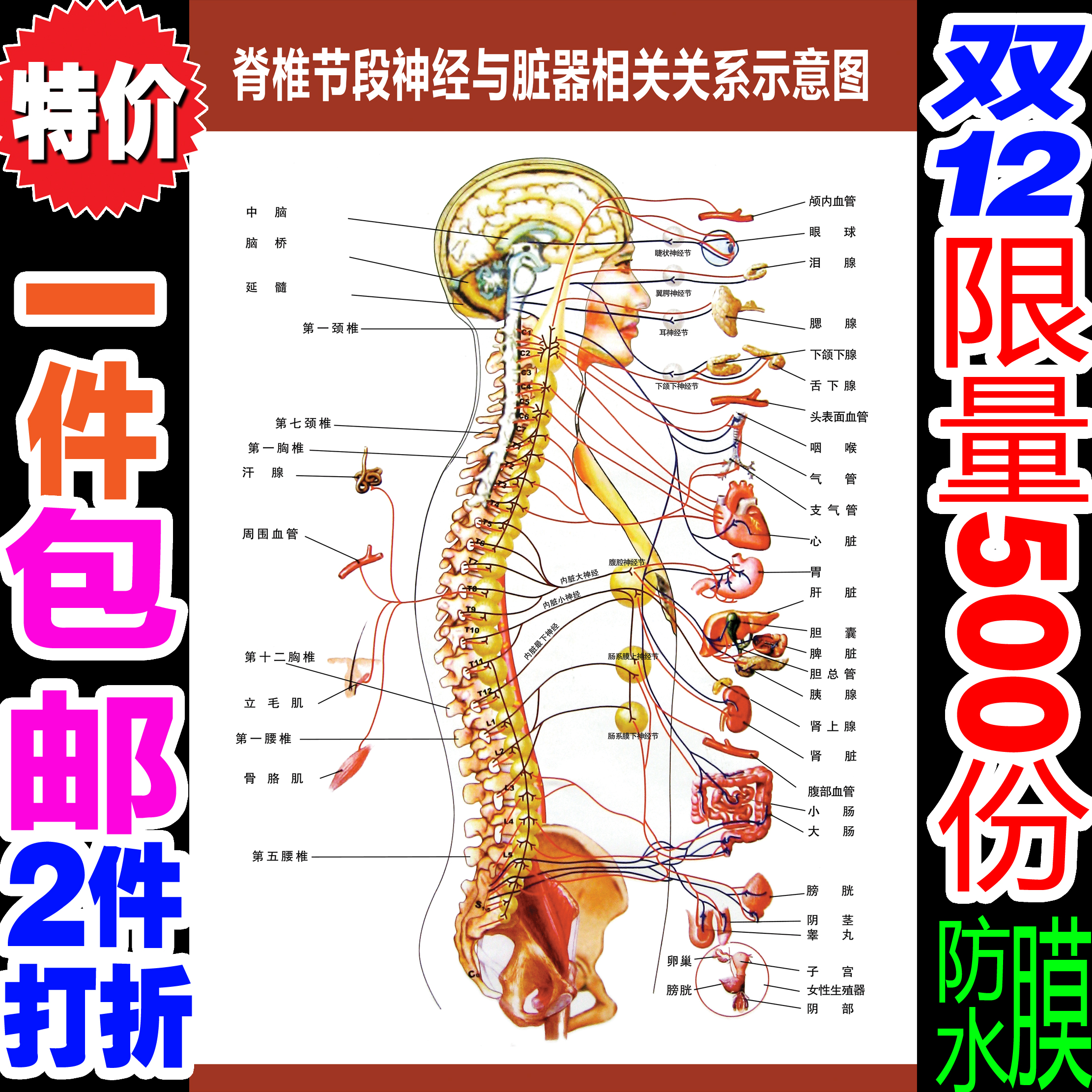 脊椎节段神经与脏器相关关系示意图人体经络穴位图养生保健按摩