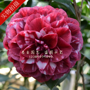 红叶贝拉茶花树苗绿植茶花盆栽庭院茶花苗花卉观花植物山茶花带苞图片