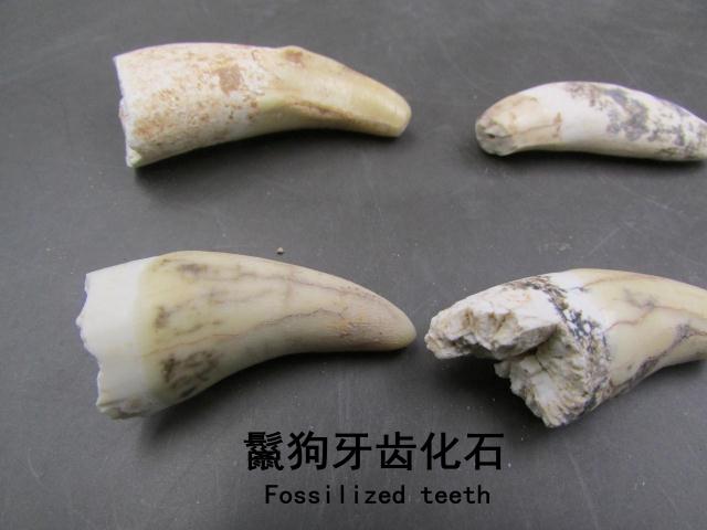 鬣狗牙齿化石 古生物牙齿化石标本原石