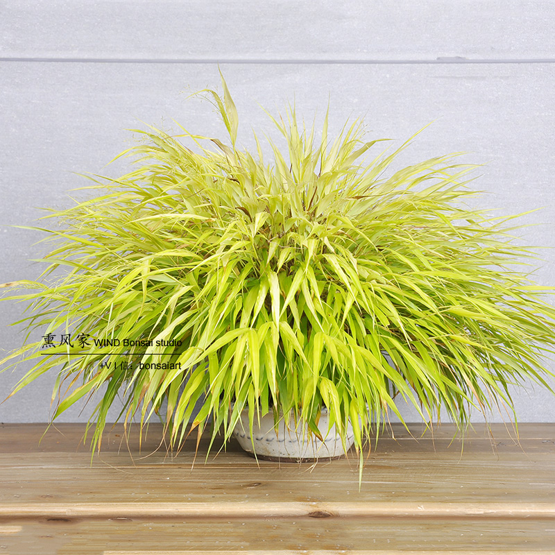 日本原盆进口 爆盆老草 山野草盆景 黄金风知草 箱根草