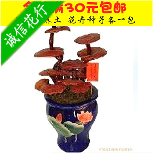 仙人草灵芝盆景灵芝草吉祥之物，长寿的象征