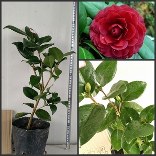 红叶贝拉山茶花树苗紫黑贝拉大玫瑰茶花苗包邮室内花卉绿植茶梅苗图片