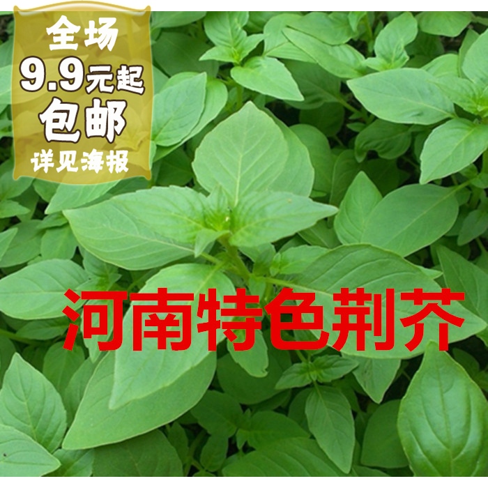 包邮 大叶荆芥种子 阳台庭院专用 荆芥菜 菜籽 蔬菜种子 河南特色