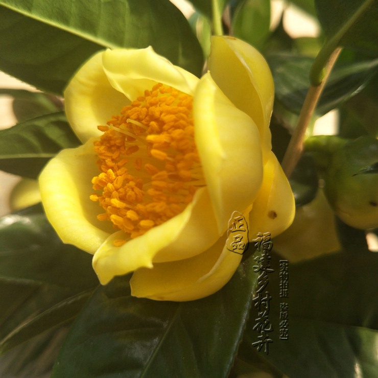 黄遵金花茶 室内盆栽茶花苗 花开金黄名贵植物绿植庭院阳台 包邮