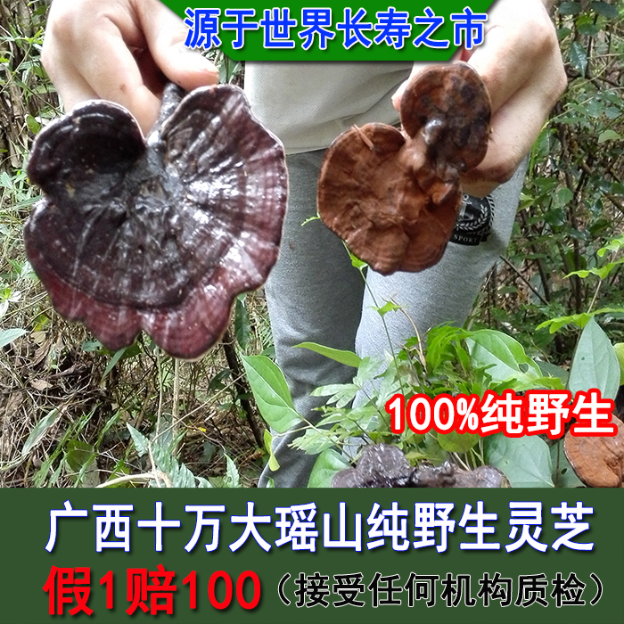 广西大瑶山野生紫灵芝黑灵芝特级破壁林芝草孢子粉整枝可切片打粉