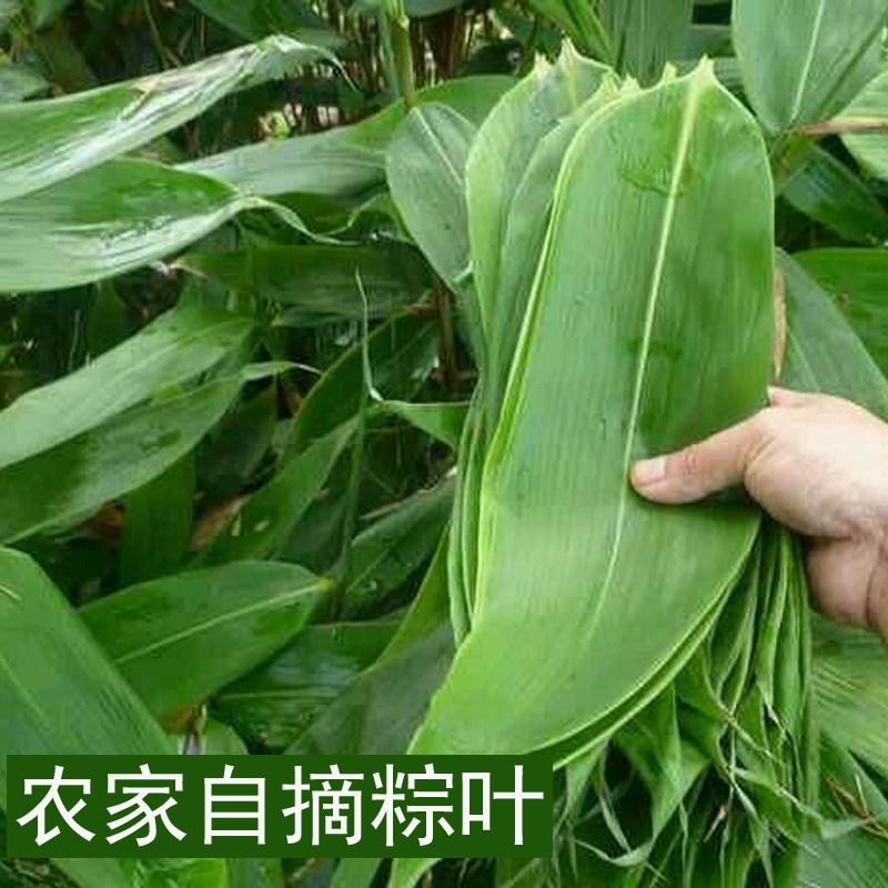 现摘新鲜粽叶粽子叶包大粽子野生箬叶廖叶免邮包粽子竹粽叶100片图片