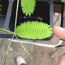 含羞草种子 包邮 害羞草盆栽植物套餐阳台绿植花卉种子四季易种