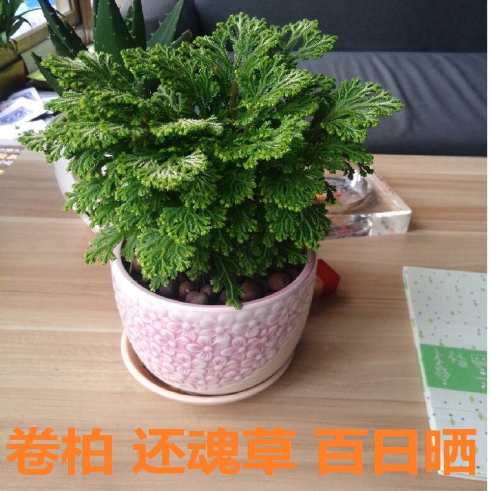 卷柏九死还魂草盆栽植物,百日晒不死草长生草,石花,见