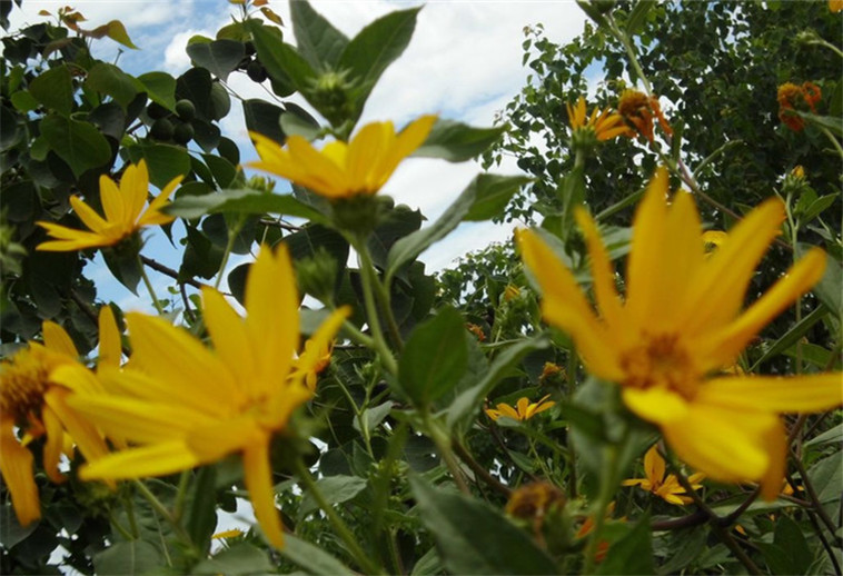 现挖蔬菜野生新鲜洋姜菊芋鬼子姜泡菜10月发货姜不辣一份10斤包邮