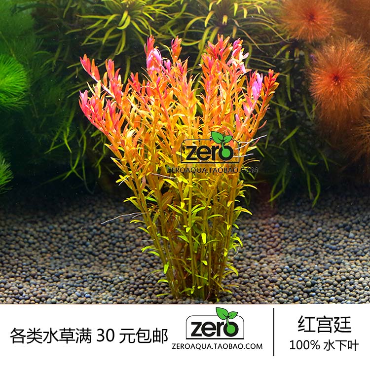 zero水下叶水草造景水族箱前景中景后景草红宫廷草 包邮