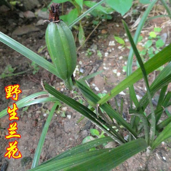 特香春兰惠兰野生兰花下山兰花苗带花苞盆栽绿植花卉植物常绿花卉