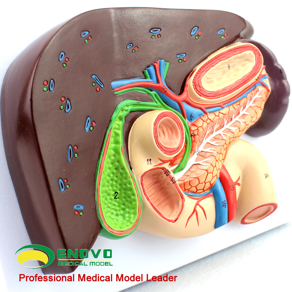 enovo正品 人体肝胆胰十二指肠胃结构模型消化科医学whipple模型