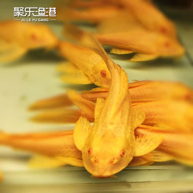 新品种黄金大帆女王异型鱼垃圾鱼金龙鱼琵琶清道夫清理魟鱼好搭档