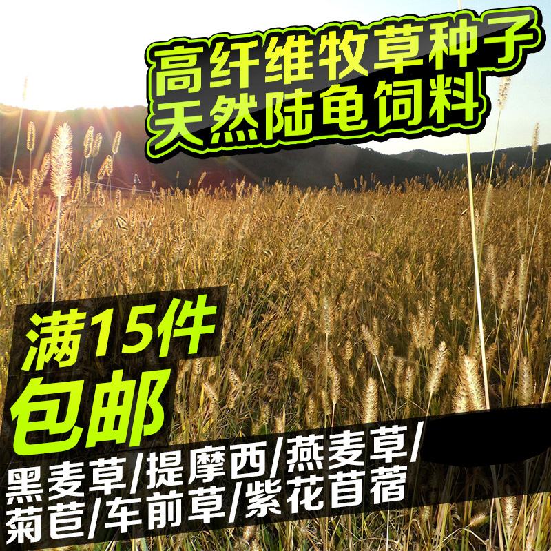 牧草种子提摩西黑麦草金钱草燕麦草菊苣苜蓿草高纤维天然陆龟饲料