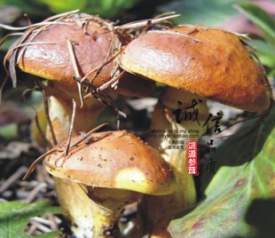 牛肝菌 东北特产 粘团黄牛肝菌 松蘑菇 干货食用菌 天然粘团子 松树油