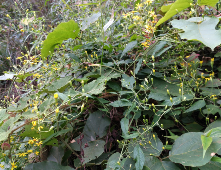 野生中草药千里光 眼明草 千里明七里光.干品新鲜品都有