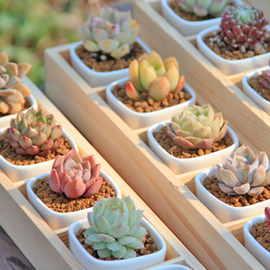 多肉植物组合盆栽DIY套装