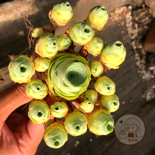 黄金山地玫瑰 一物一拍 进口多肉植物 猫姑娘多肉 满包邮