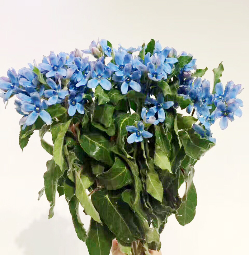 日本进口蓝星花 白星花 高端花卉婚礼插花 全国鲜花速递