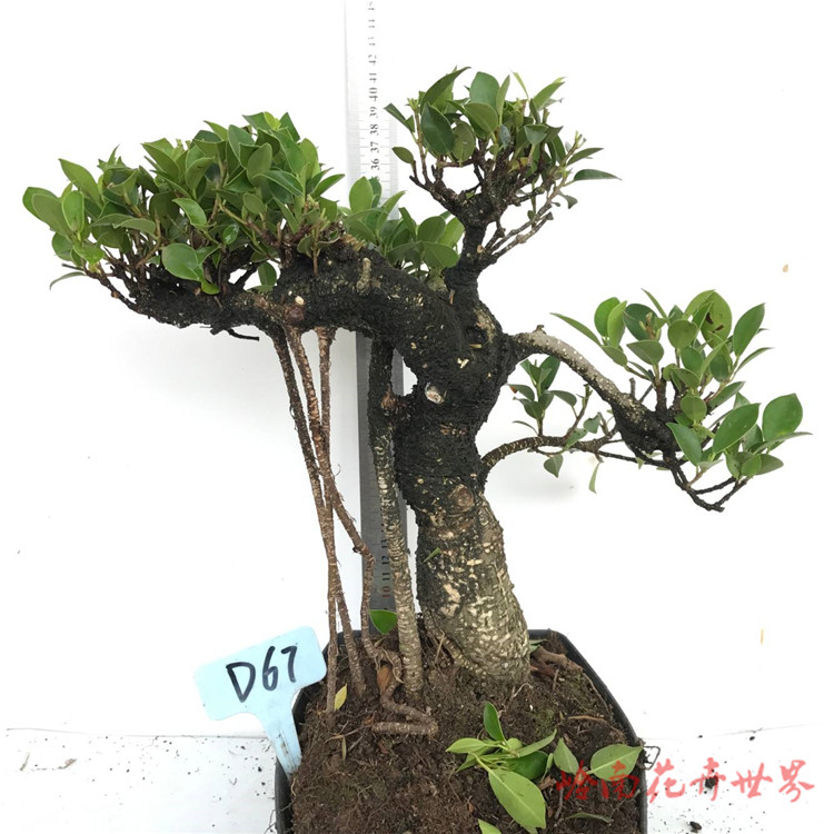 榕树头台湾虎皮斑点榕盆景盆栽植物造型室内绿植花卉
