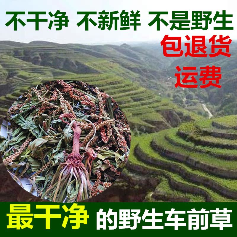 车前草新鲜野生车前草茶干车前草中药材车轮菜中草药500g新货免洗