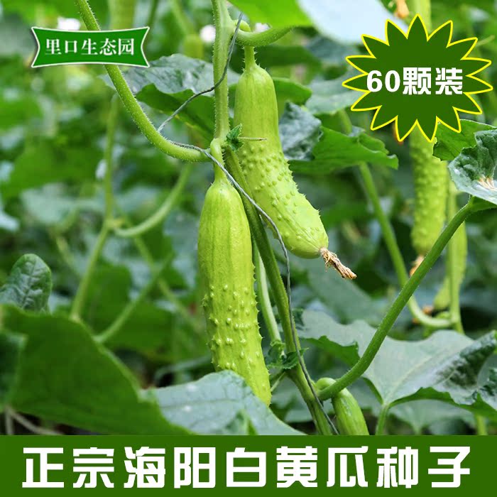 烟台海阳正宗白玉黄瓜种子